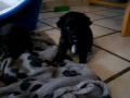 Angies hundebabys 2 Angies hundebabys 2