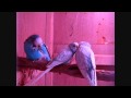 English Budgies