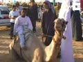 Las carreras de camellos en Egipto son un juego de niños,
