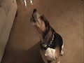Buster Beagle Dog Singing XMAS
