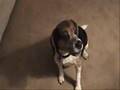 Beagle video