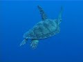 WWF Coral Triangle Movie