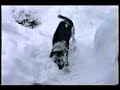 Happy Dog running through 4 feet of snow