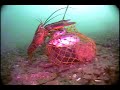 Lobster bait bag Lobster bait bag
