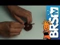 Coral propagation -- Episode 1: Propagating the rose bubble tip anemone RBTA