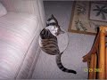 Cat_mpg2_480x480_29970fps_2338000bps_a1_d1_c100.mpg Cat_mpg2_480x480_29970fps_2338000bps_a1_d1_c100.mpg