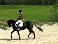 Dressage Club 1 Grand Prix
