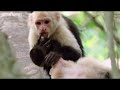 BBC one, animal voice overs this is very funny.