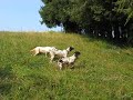 Bella ferma su starna
