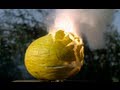 Melon Exploding In Slow Motion