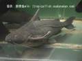 「ボドワード(Granulated catfish)」学名:Pterodoras granulosus