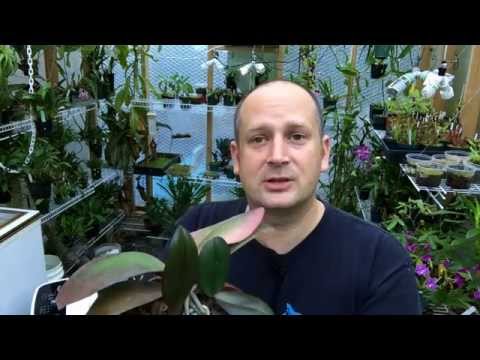 how to replant a keiki