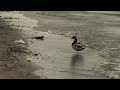 Sony HVR-Z1U Test at Ontario Beach