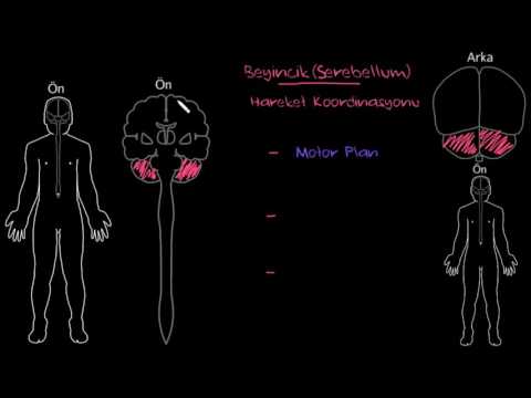 FİZYOLOJİ - BEYİNCİK (CEREBELLUM)