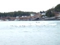 Pacific white sided  dolphins Prince Rupert April 2009