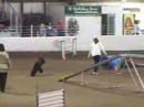 AKC Agility Trial