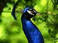 Peacock Presence