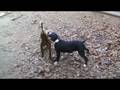 Pitbull Welpen