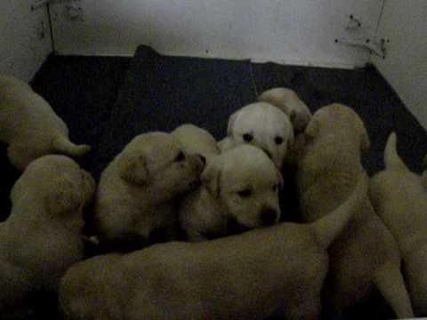Kentfield Kennels Labrador Retrievers Video Nora puppies @ 4 weeks 005.AVI