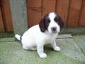 Springer