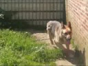 Duitse herder