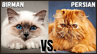 Birman Cat VS. Persian Cat