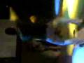 videos de rey del reggeton
