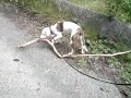 Tora vs. branch