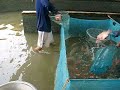 Breeding Tilapia