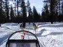 Husky sledging in Kakslauttanen, Saariselk�, Finland