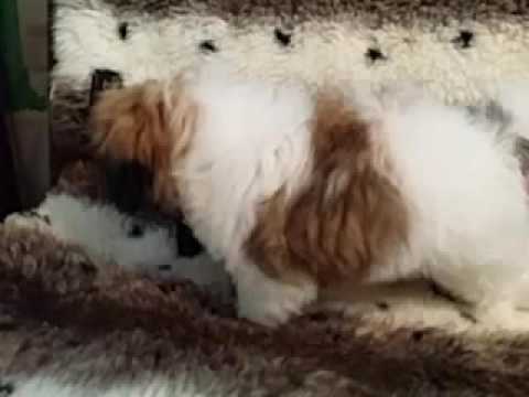 ADORABLE FEMALE SHIHTZU LOOKING FOR A GOOD HOME