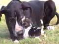 2 Deutsche Doggen babysitten Chihuahua Beagle Welpen
