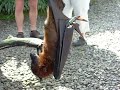 Chauves-souris \\ nietoperze -bali