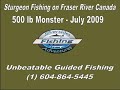 fraser river monster sturgeon - 500 lbs