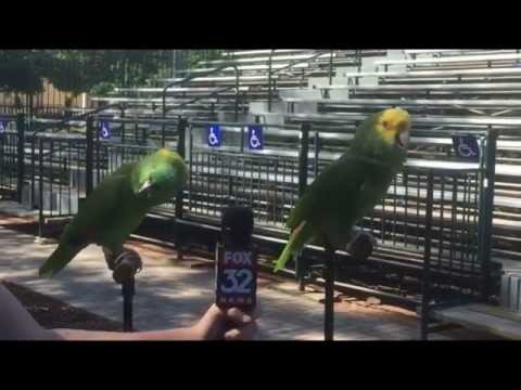 A Brilliant Duet