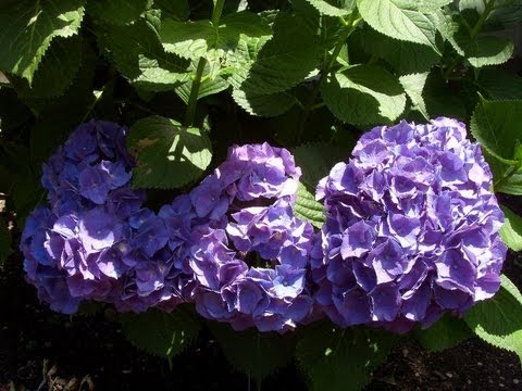 how to grow hydrangeas