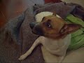 cadela falante - cachorro que fala