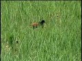 JA�AN� Jacana-jacana
