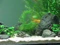 Aquascaping GoldFish Movie Aquascaping GoldFish Movie