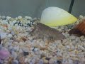 MY CRAYFISH, OR MY CHERAX, SAME, LOL