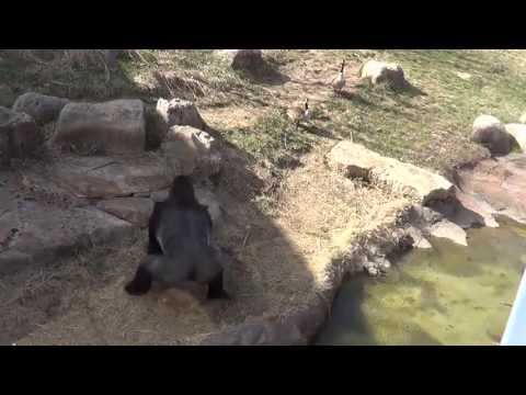 gORILLA