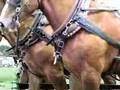 Belgian horses Mowing Hay at the Horse Progress Days