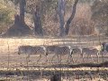 Wandelsafari