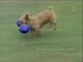 Stupid dogs with music   M�zik e�li�inde aptal ku�ular