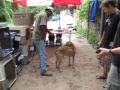 P.E.A.C.E. Animal Clinic.m4v