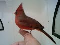 MrBufares - Los cardenales cantando