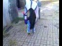 Bracken Avec Travel Boots!! =D
