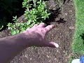 May 17 2008 - VID00022 May 17 2008 - VID00022