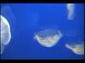 Mermen - Krill Slippin'