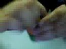 Rubik\ Rubik\